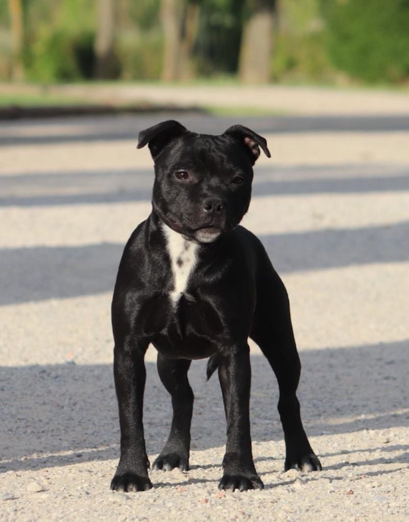 Publication : Sweet Dream Stafford 