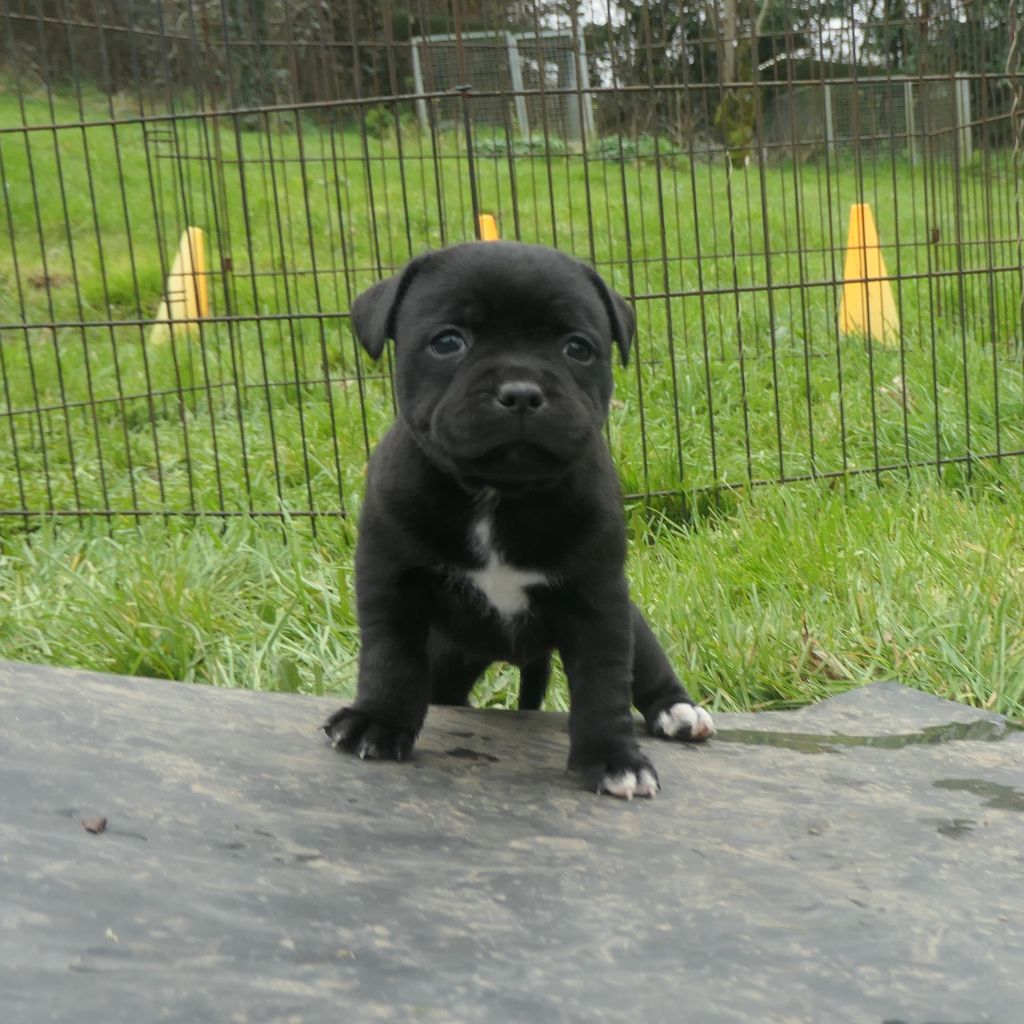 Publication : De Contagious Magic 