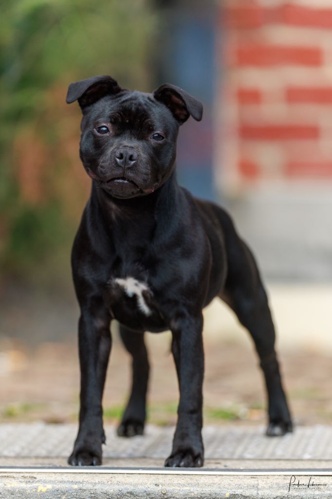 Publication : Of Black Lovely Staffie Auteur : Fred Ã  l expo de maubeuge