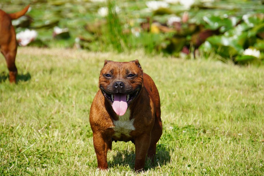 Publication : Forgiveness American Dog Auteur : Mr BERKANE