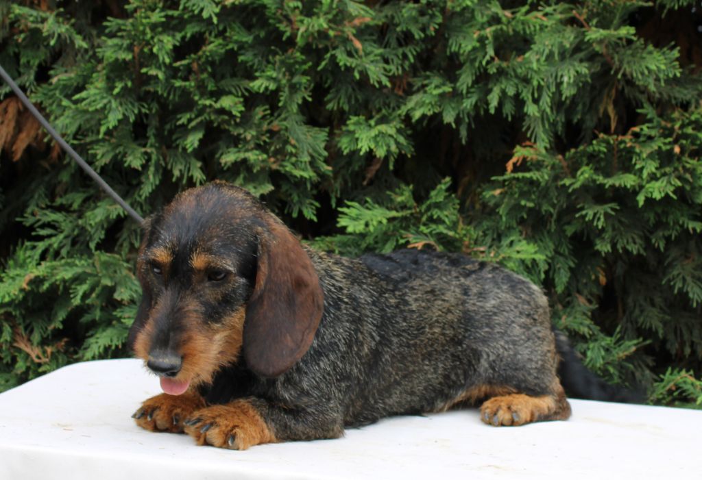 Publication : du clos de l'épte Auteur : laurent mankowski