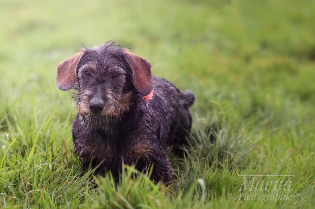 Publication : Du Domaine De Nic-max 