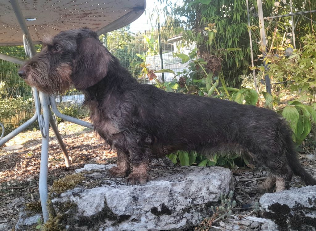 Publication : Des Petits Rois De Kladska Auteur : lejus elodie-joy