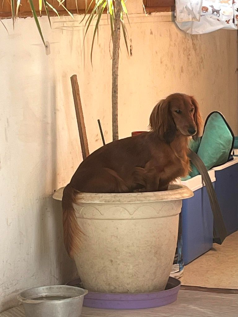 Publication : De La Vallee De Teckelis Auteur : Sabrina PIERRET