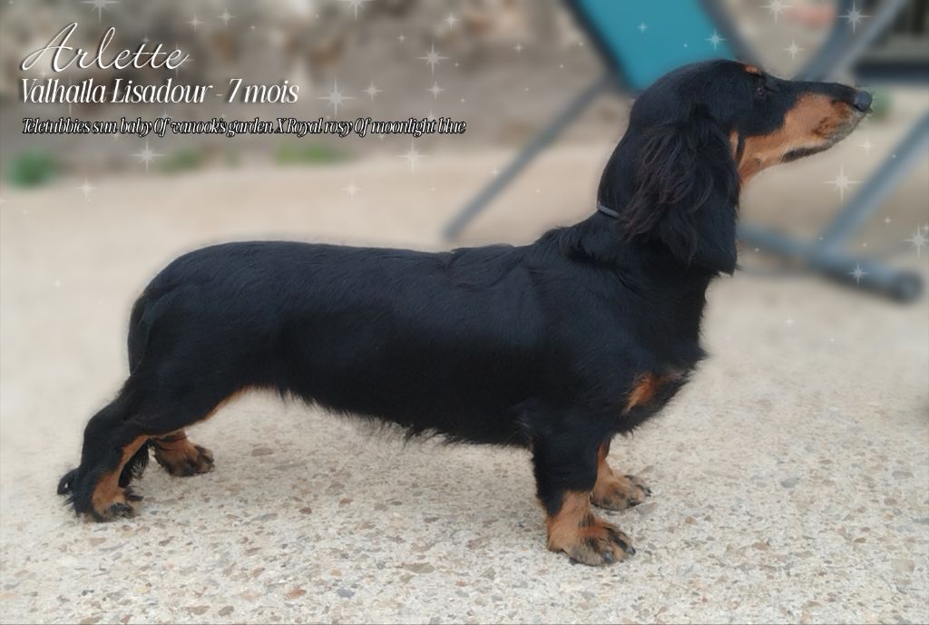 Publication : Du Désir Austral 