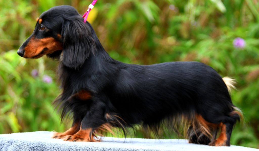 Publication : Original Serie Auteur : Gervaix Michaux