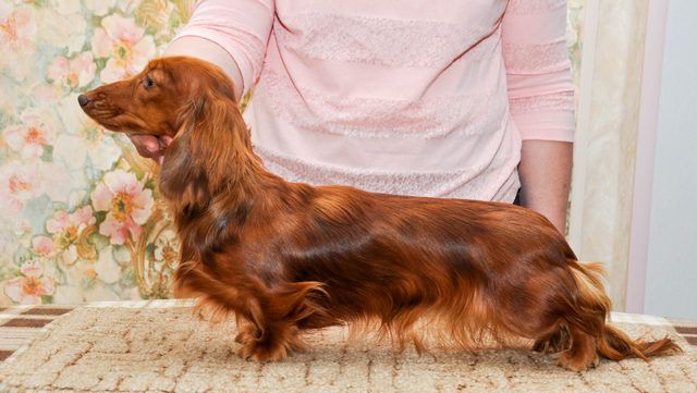 CH. Littl Fut Xanti magic