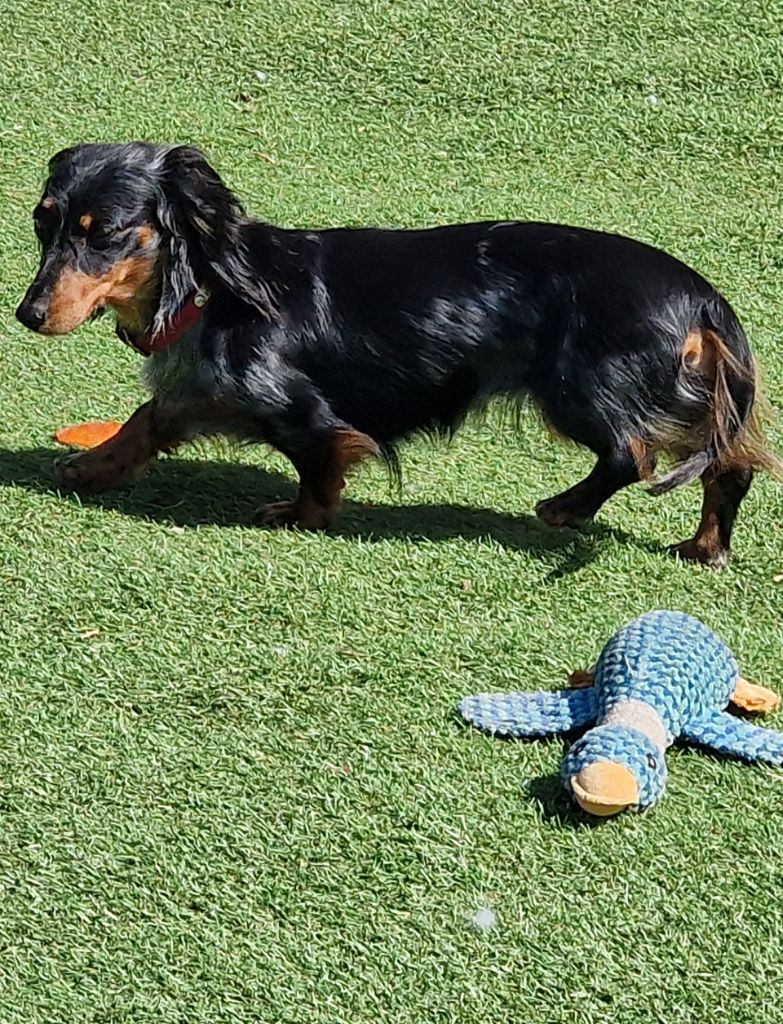 Publication : Des Merveilles De Lérie Auteur : des merveilles de lerie