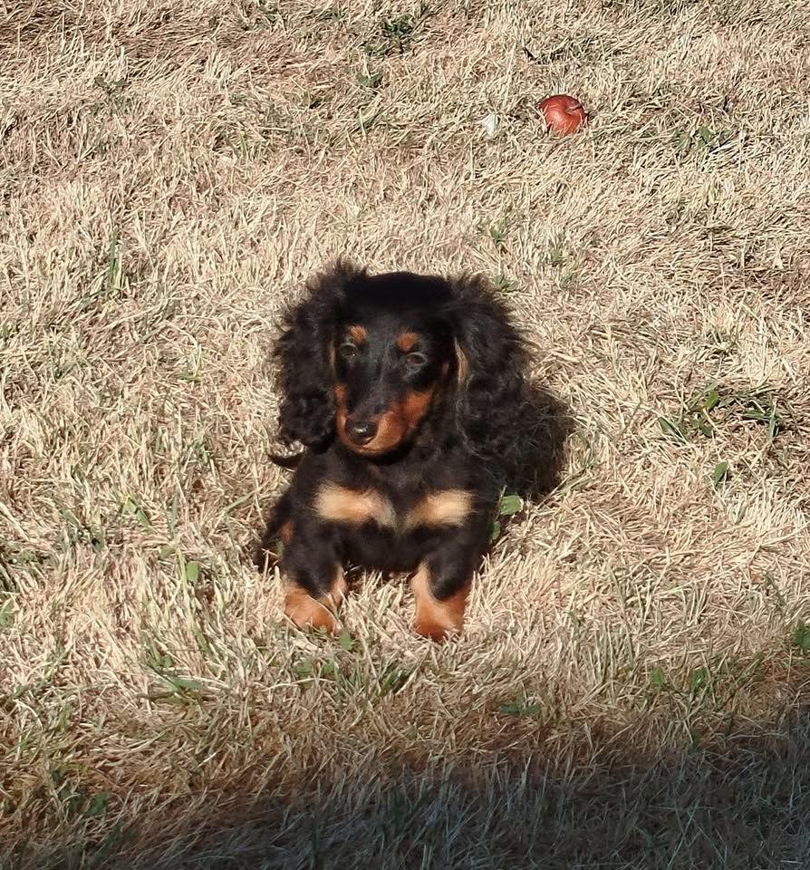 Publication : Du Bois Joli De Saint Jean 