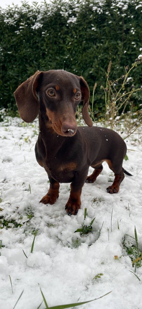 Publication : Des Bois De Moselle 