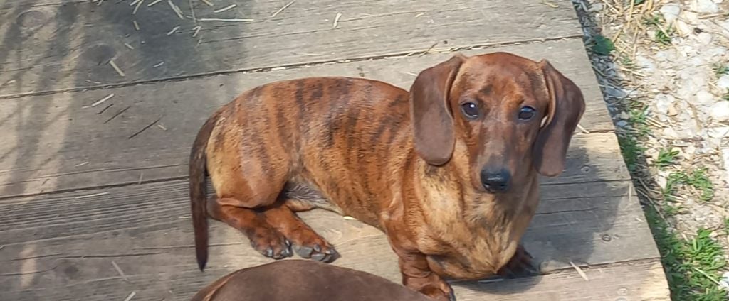 Publication : Du Sentier Des Biches 