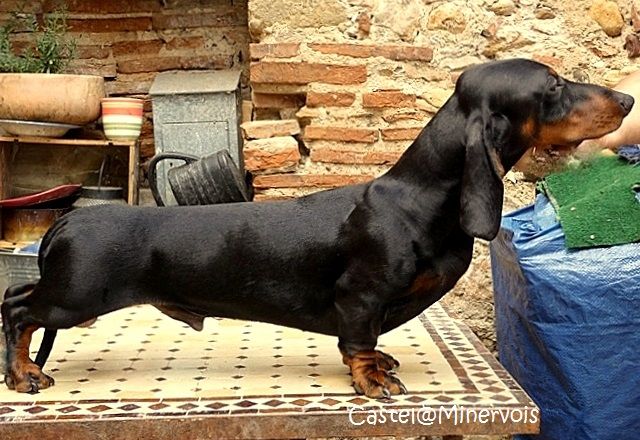 Publication : du castel minervois Auteur : Y.CONSTANT