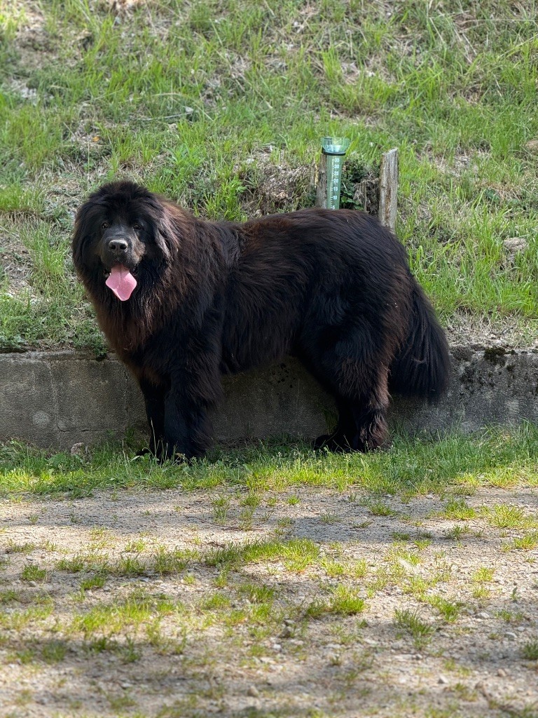 Publication : des Trésors de Radjah Auteur : vigne