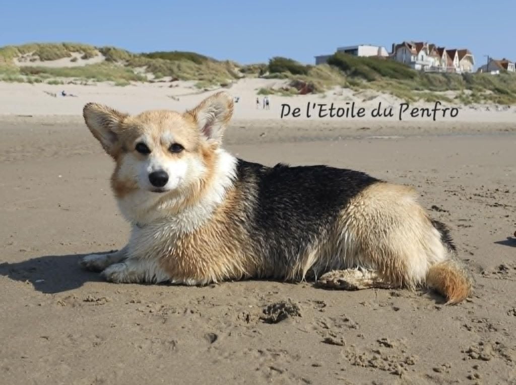 Publication : De L'Etoile Du Penfro