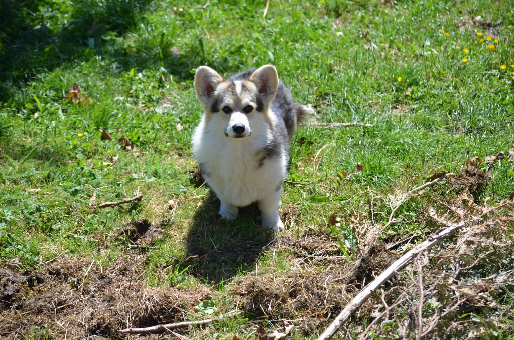 Publication : des Prestiges d'Aranjuez Auteur : Rosalie NOEL