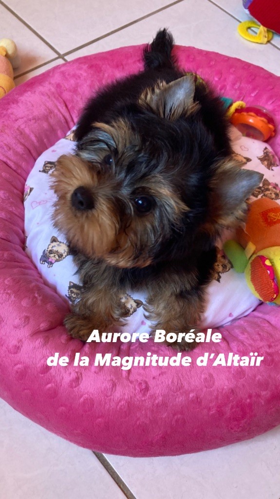 Publication : de la Magnitude d'Altaïr Auteur : VERBIGUIE Martine 