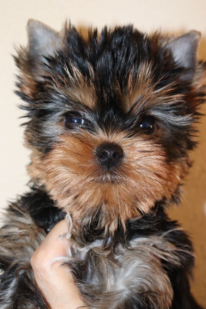 Publication : des Bruyères de Line Auteur : Marie NOUGIER