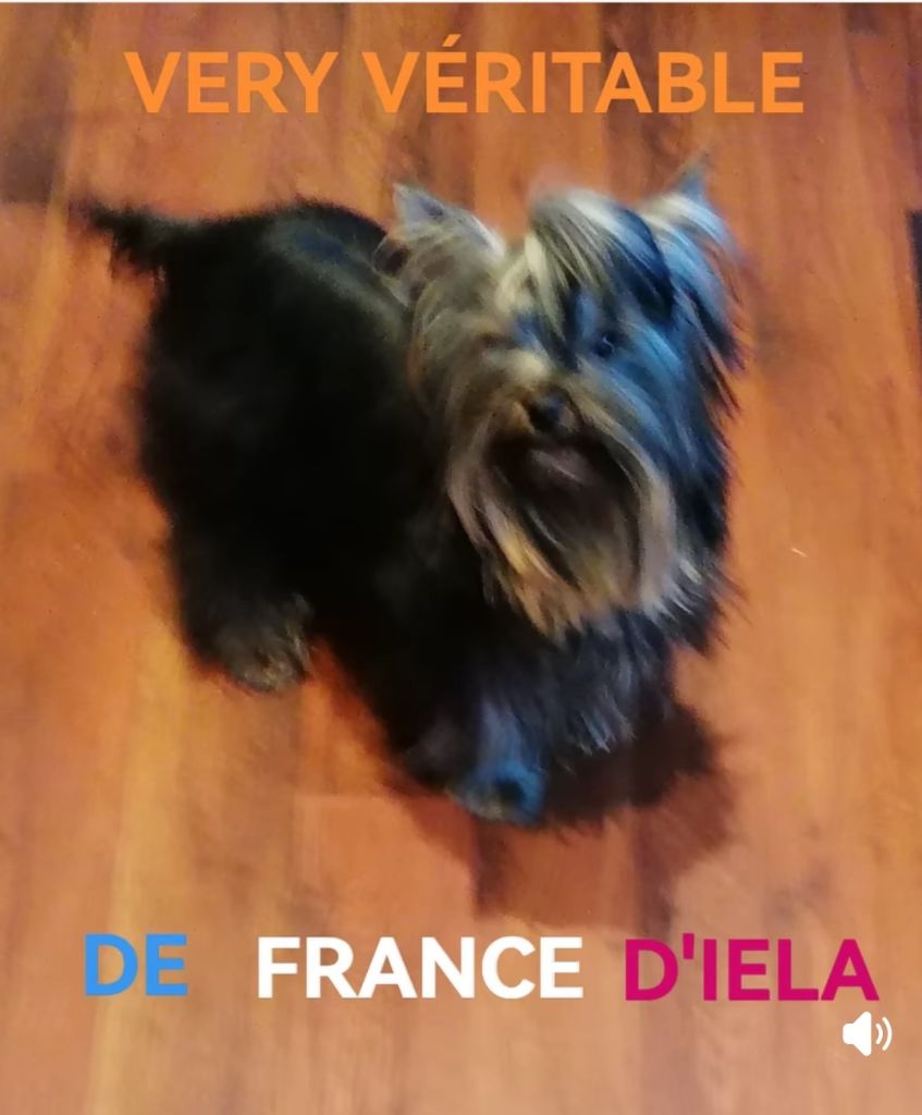 Publication : de France D'Iela Auteur : France d'iela