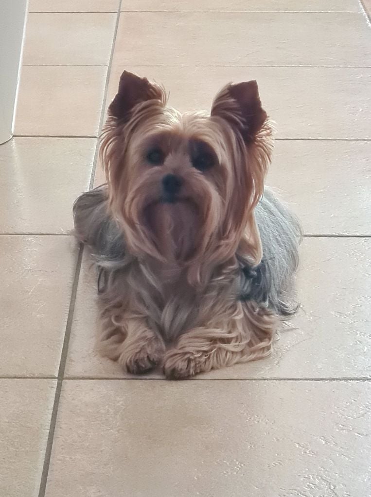 Publication : du Domaine Des Albizzias Auteur : François LOPEZ