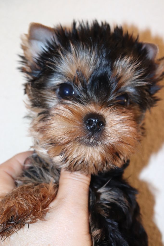 Publication : des Bruyères de Line Auteur : Marie NOUGIER