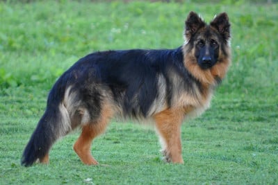 Étalon Berger Allemand - Légitime Démence Vibes-of-darkness