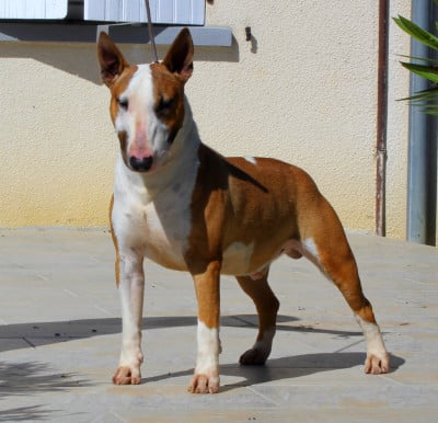 Étalon Bull Terrier Miniature - Kingston-Corbières Bt Vanguarded mini