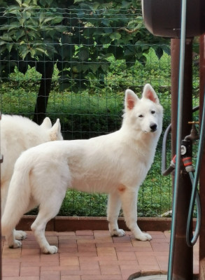 Étalon Berger Blanc Suisse - Atomic lady girl De La Niche De Kristal