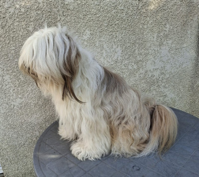 Étalon Terrier Tibetain - U-tsang bodhi tibetan dream