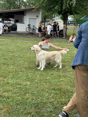 Étalon Golden Retriever - Hearunes Upon massachusetts bay