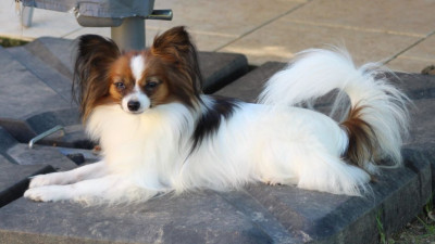 Étalon Epagneul nain Continental (Papillon) - Uriane-odyssée au Royaume D'ultra