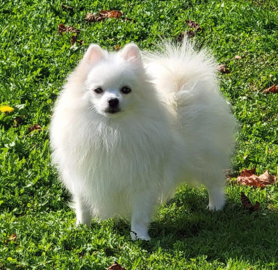 Étalon Spitz allemand - Vodka Citron D'Arlande