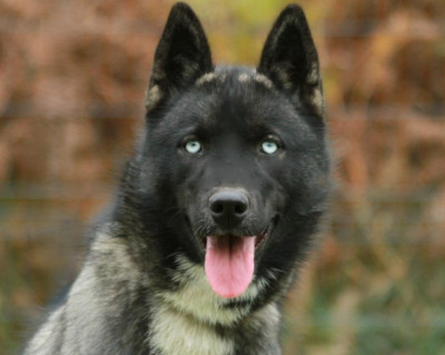 Étalon Siberian Husky - Alcateia Das Neves Astra