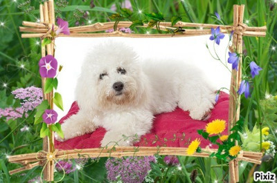 Étalon Bichon Frise - Unabella  Des p'tits chupa chups