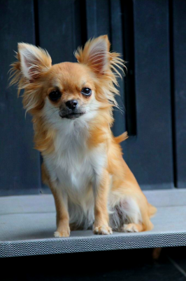 Étalon Chihuahua - Velazia enigma De La Plaine D'illiberis