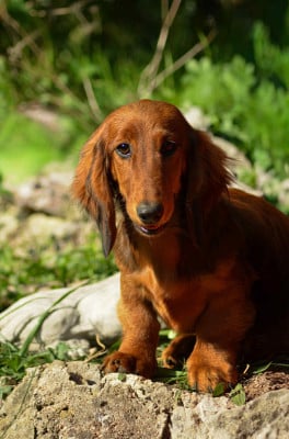 Étalon Teckel poil long - Addison Of Moonlight Blue