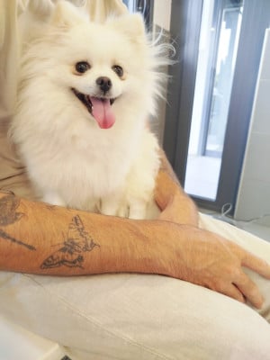 Étalon Spitz allemand - Tiana des ptits dragons de cupidon