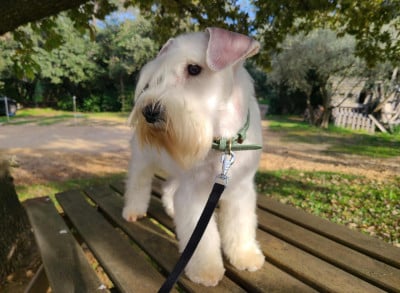 Étalon Schnauzer miniature - Aloha Du Royaume Des Titans