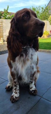 Étalon English Springer Spaniel - TR. CH. Ul'tra speed Des Contrees Du Mont Salin