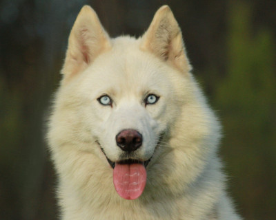 Étalon Siberian Husky - Alcateia Das Neves Tempete de neige
