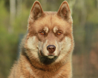 Étalon Siberian Husky - Alcateia Das Neves Jacob