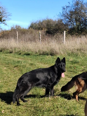 Étalon Berger Allemand Poil Long - V wendy des flammes du mal (Sans Affixe)