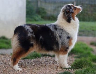 Étalon Berger Australien - Valse hésitation nova Du Désir Austral