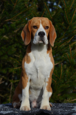 Étalon Beagle - Virage à fond Des Chasseurs Du Temps