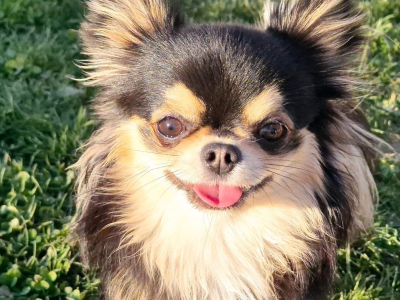 Étalon Chihuahua - Uluchi Des Minis Bombes