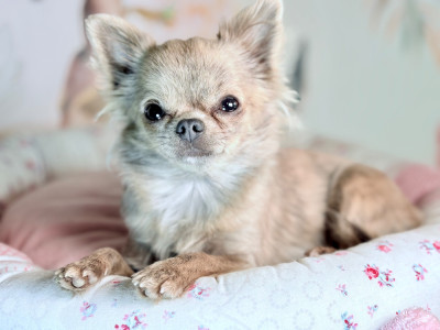 Étalon Chihuahua - Vip poupée bratz cloé Des Minis Bombes