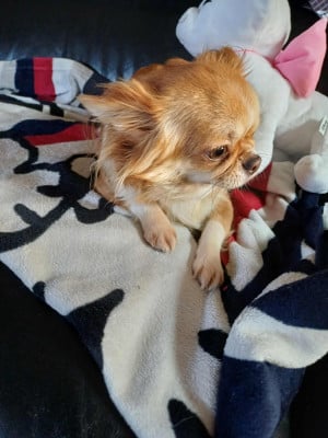 Étalon Chihuahua - Xia dolly Du Palais Des Coussinets