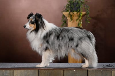 Étalon Shetland Sheepdog - Vinci Des gardiens des trois magots