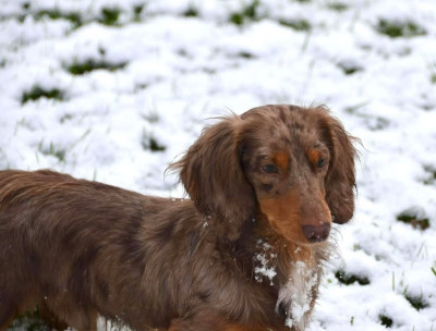 Étalon Teckel poil long - Littl Fut Lacon