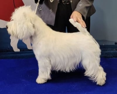 Étalon West Highland White Terrier - CH. Warrior preeminent white dog