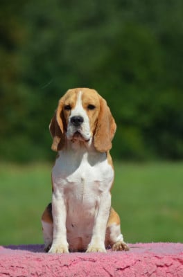 Étalon Beagle - Ubyone des terres du baron